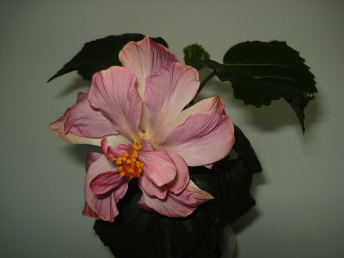 DSC00622 - Hibiscus Key West Thunderhead