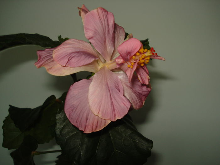 DSC00623 - Hibiscus Key West Thunderhead