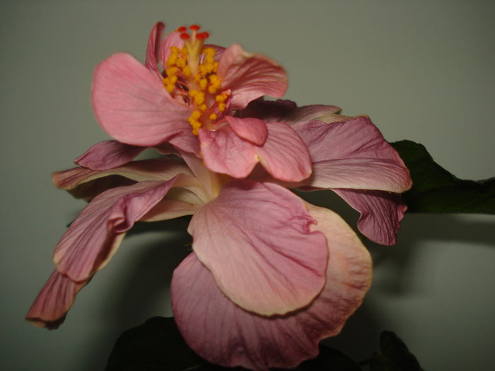 DSC00625 - Hibiscus Key West Thunderhead