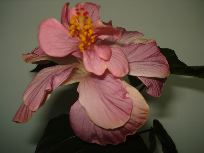 DSC00626 - Hibiscus Key West Thunderhead