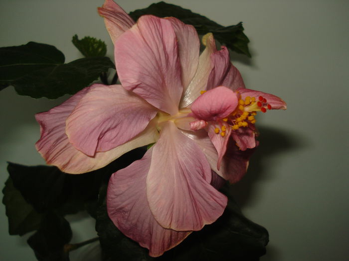 DSC00628 - Hibiscus Key West Thunderhead