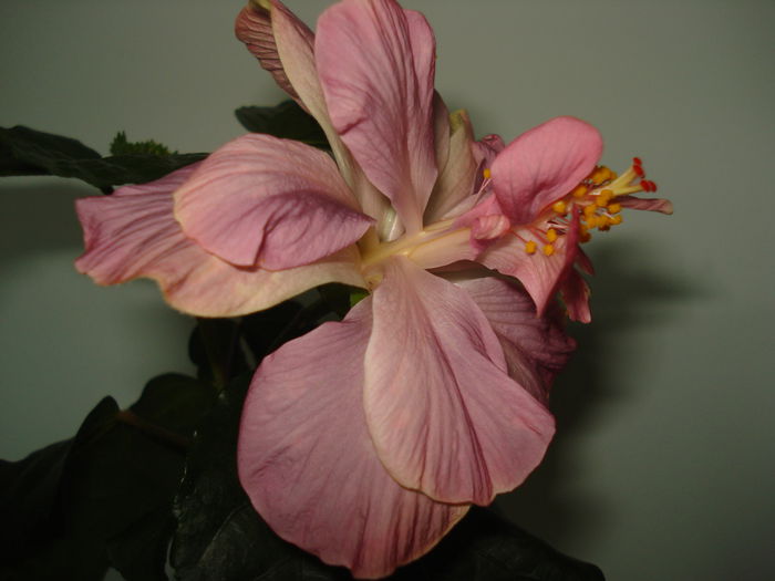 DSC00629 - Hibiscus Key West Thunderhead