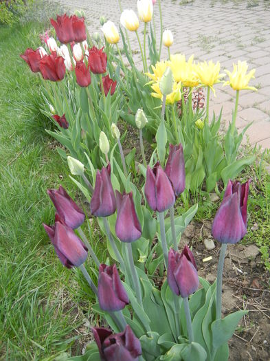 Tulips (2015, April 20)