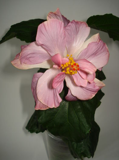 DSC00615 - FLORI 2015