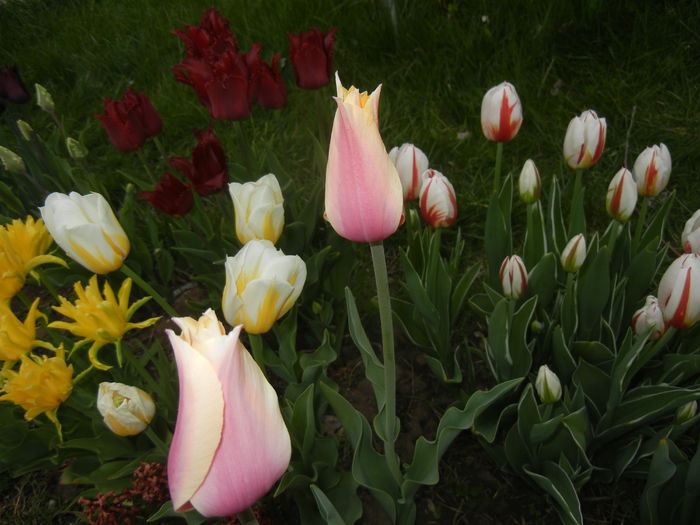 Tulips (2015, April 20) - LALELE_TULIP CLASSES