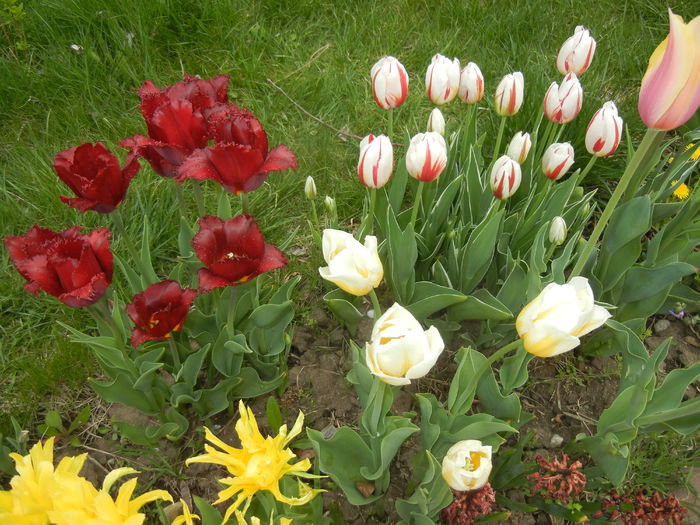 Tulips (2015, April 21) - LALELE_TULIP CLASSES