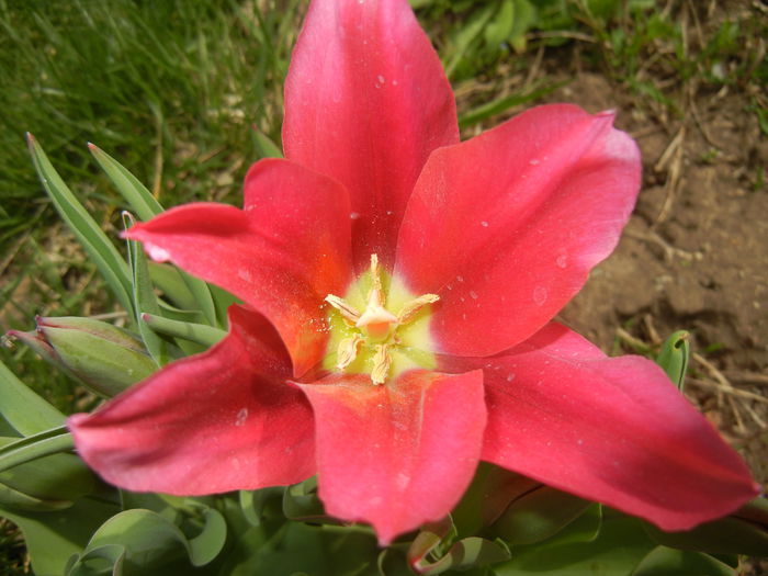 Tulipa Pimpernel (2015, April 18) - Tulipa Pimpernel