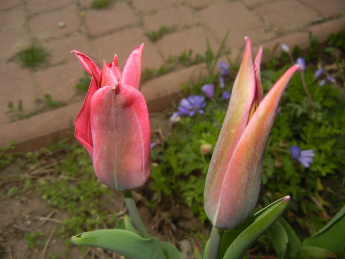Tulipa Pimpernel (2015, April 20) - Tulipa Pimpernel