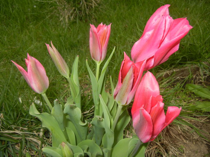 Tulipa Pimpernel (2015, April 21)