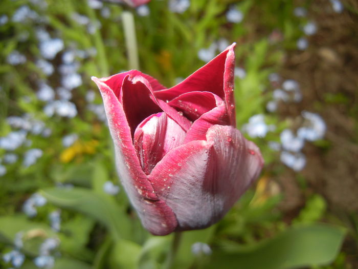 Tulipa Negrita (2015, April 22)
