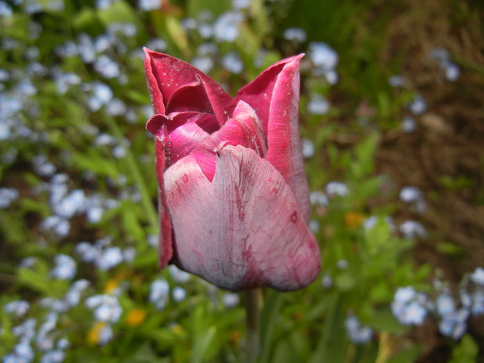 Tulipa Negrita (2015, April 22)