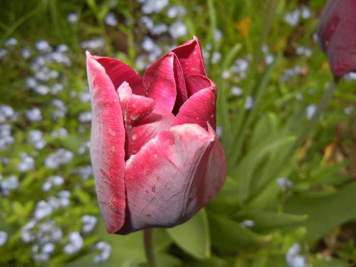 Tulipa Negrita (2015, April 22)