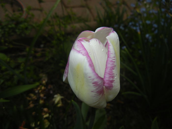 Tulipa Shirley (2015, April 22)