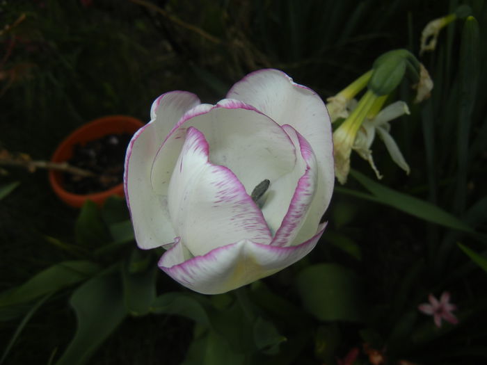 Tulipa Shirley (2015, April 22)