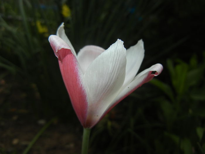Tulipa Peppermint Stick (2015, April 22)