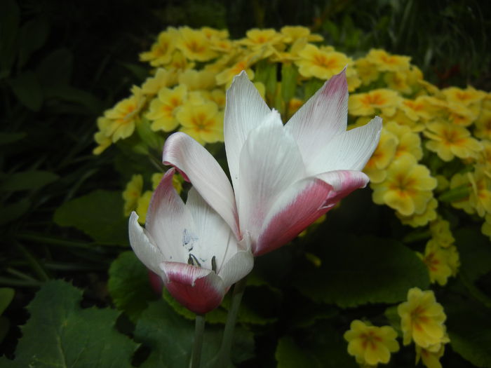 Tulipa Peppermint Stick (2015, April 22) - Tulipa Peppermint Stick