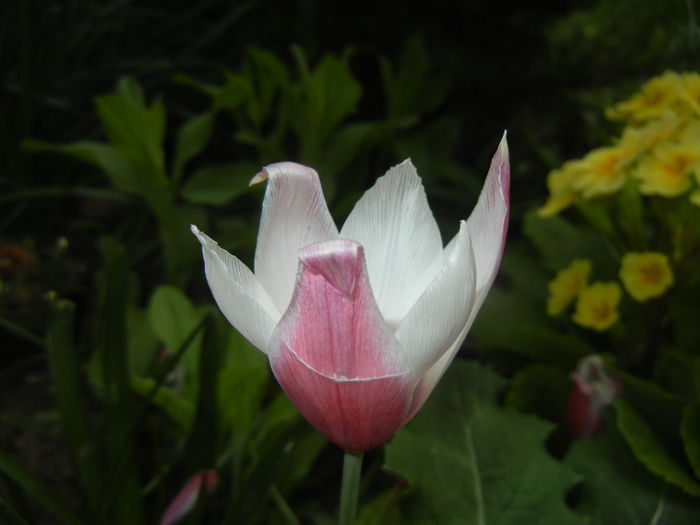 Tulipa Peppermint Stick (2015, April 22)