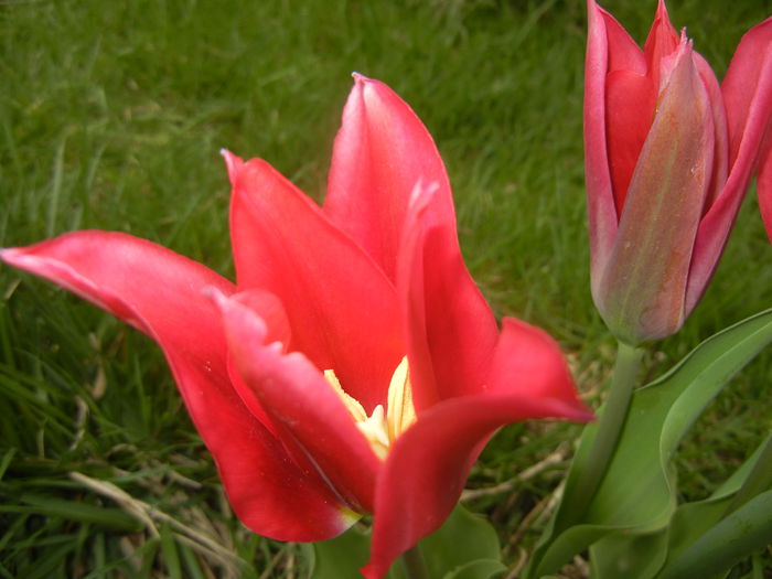 Tulipa Pimpernel (2015, April 22) - Tulipa Pimpernel