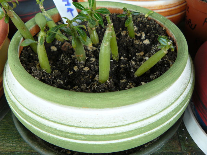 P1030792