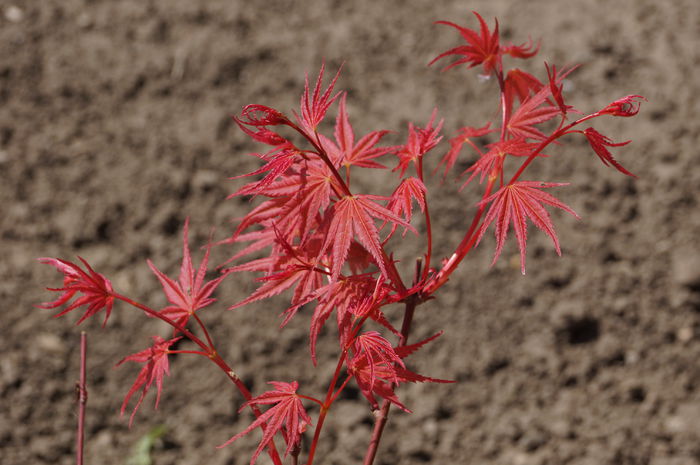 DSC00536 - plantele mele