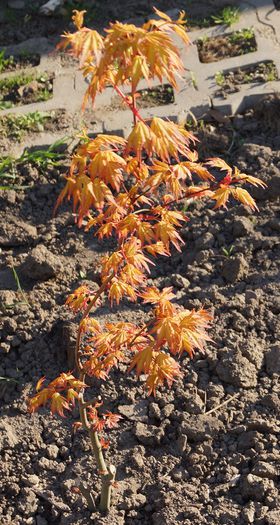 acer palmatum orange dream ,artar japonez; acer palmatum orange dream,artar japonez pozat in luna aprilie
