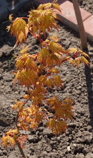 acer palmatum orange dream - plantele mele