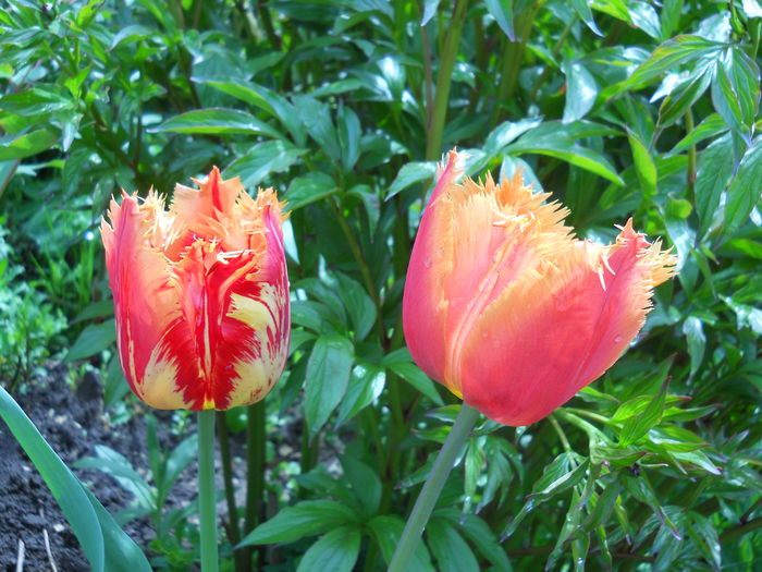 DSCN6208