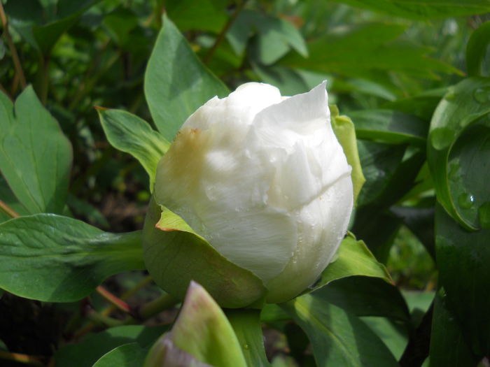 DSCN6209