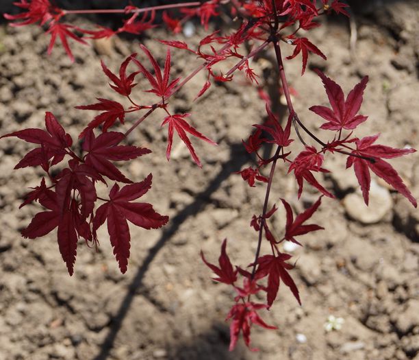 artar japonez shin deshojo - plantele mele