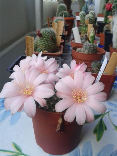 20150504_095920 - Cactusi 2015