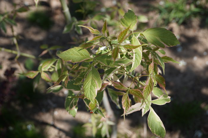 DSC00566 - plantele mele