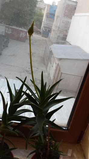 2015-05-01 06.25.13 - Aloe