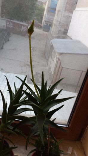 2015-05-01 06.25.21 - Aloe