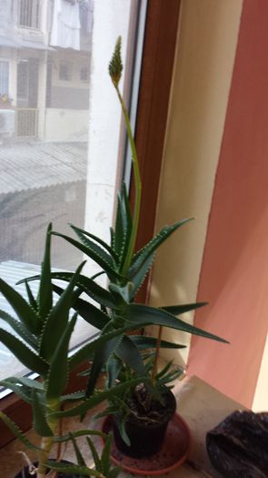 2015-05-01 06.25.38 - Aloe