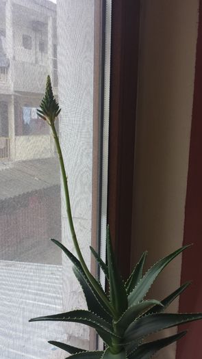 2015-05-02 17.22.52 - Aloe