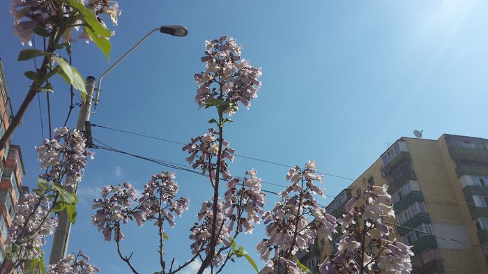 2015-05-03 10.34.37; Paulownia Tomentosa
