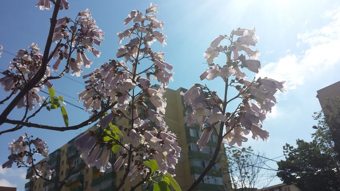 2015-05-03 10.34.46; Paulownia Tomentosa
