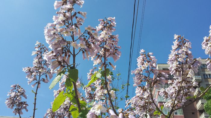 2015-05-03 10.34.59 - Paulownia Flori