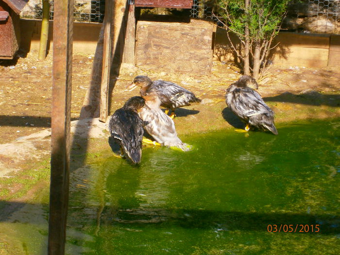 toata balta este-a lor