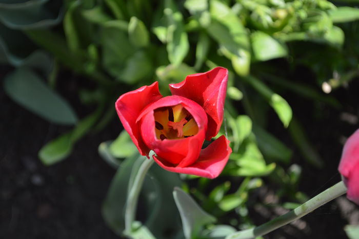 DSC_0793