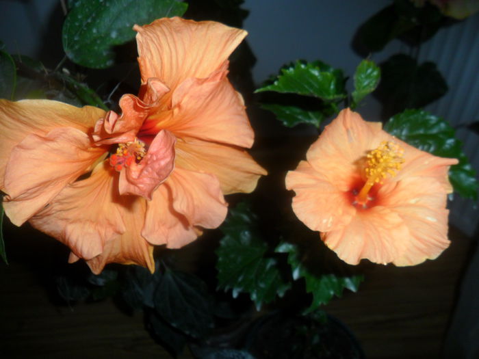 SAM_4862 - hibiscusi 2015-2