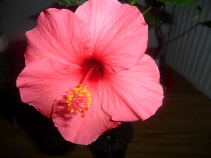 SAM_4864 - hibiscusi 2015-2