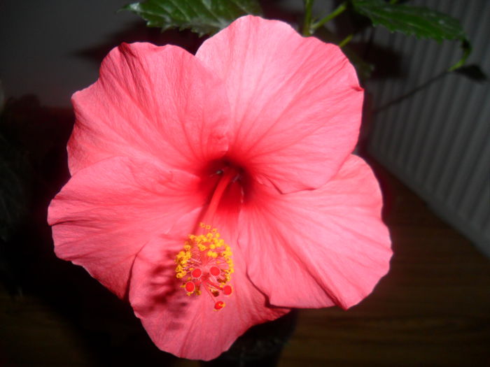 SAM_4865 - hibiscusi 2015-2