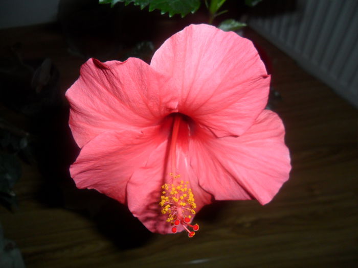 SAM_4869 - hibiscusi 2015-2