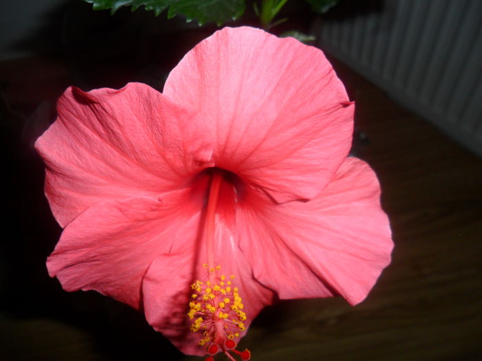 SAM_4870 - hibiscusi 2015-2