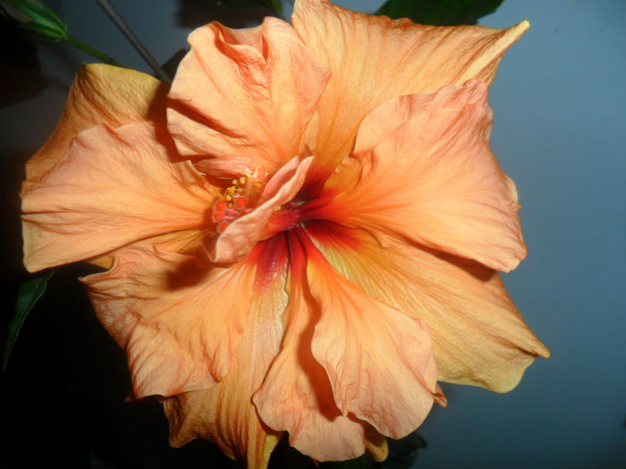 SAM_4853 - hibiscusi 2015-2