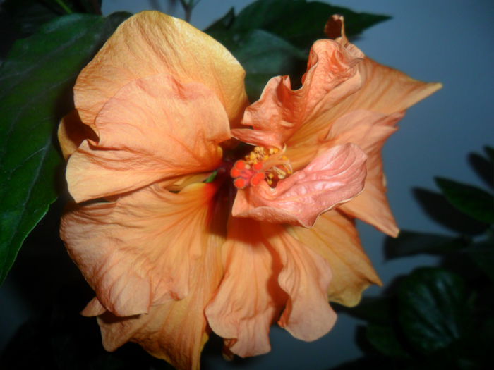 SAM_4854 - hibiscusi 2015-2