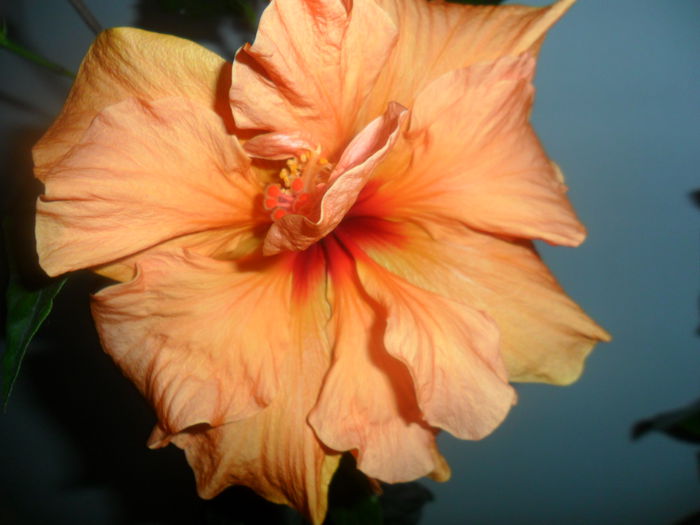 SAM_4855 - hibiscusi 2015-2