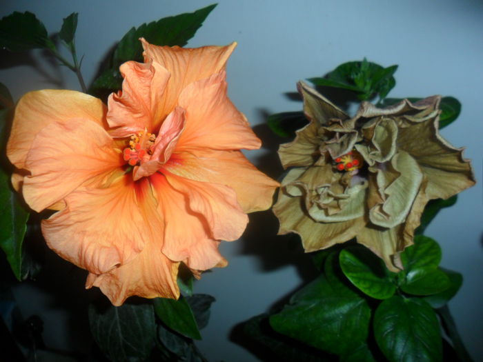 SAM_4856 - hibiscusi 2015-2