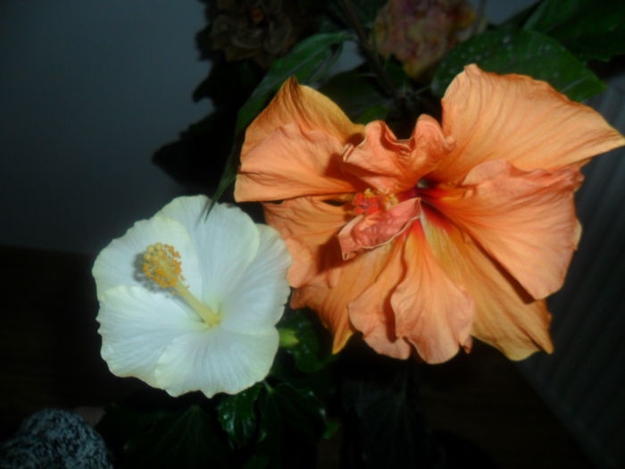 SAM_4857 - hibiscusi 2015-2